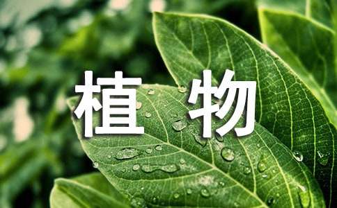 小學(xué)四年級(jí)觀察植物的作文（通用34篇）